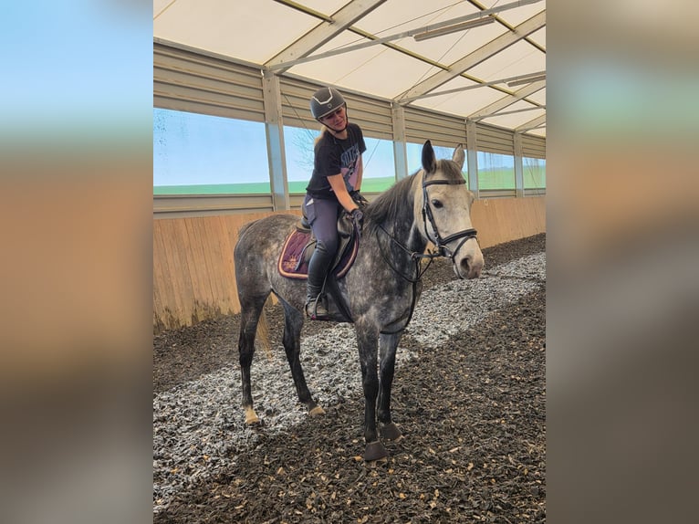 Meer volbloeden Merrie 10 Jaar 160 cm Appelschimmel in Katzenelnbogen