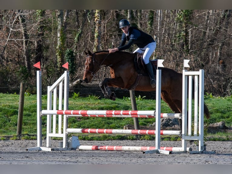 Meer volbloeden Merrie 10 Jaar 160 cm Bruin in Saint Sulpice et Cameyrac