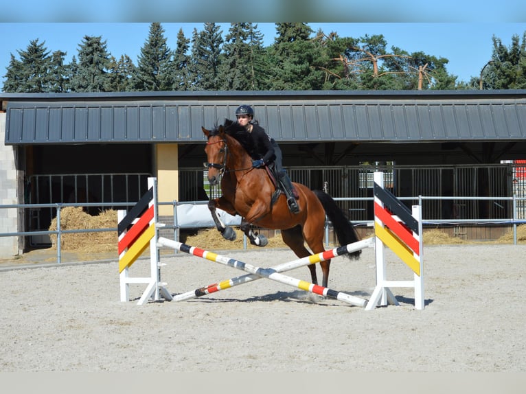 Meer volbloeden Merrie 10 Jaar 161 cm  in Oederan