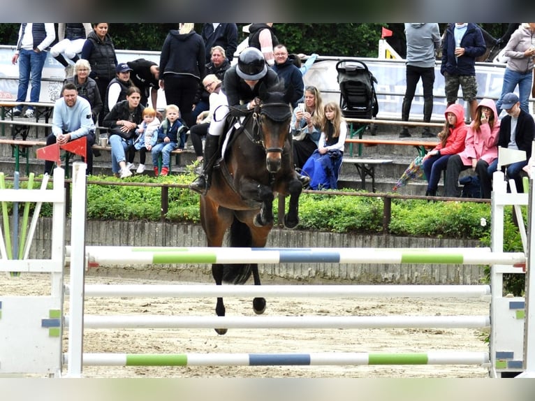 Meer volbloeden Merrie 10 Jaar 162 cm Bruin in K&#xF6;ln