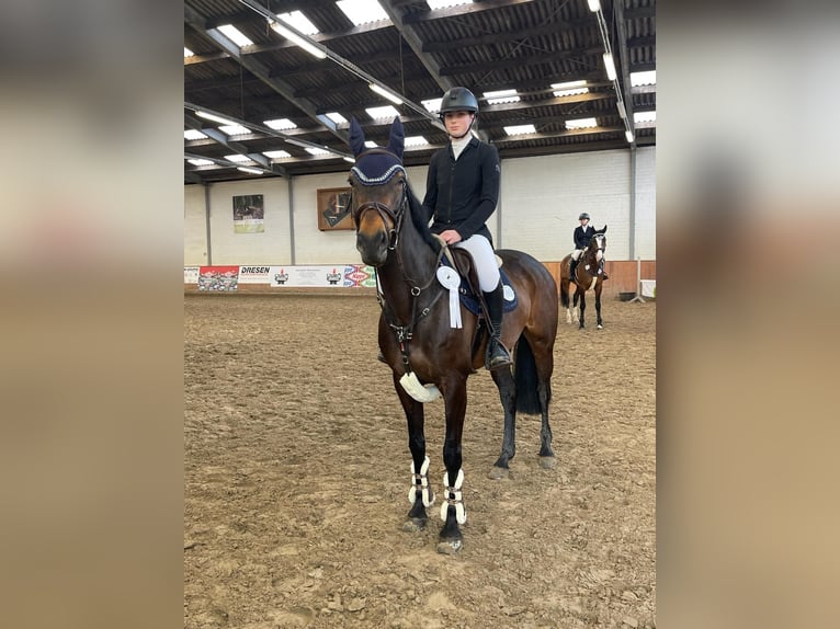 Meer volbloeden Merrie 10 Jaar 162 cm Bruin in K&#xF6;ln