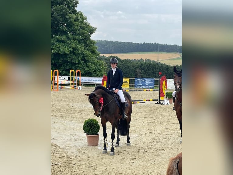 Meer volbloeden Merrie 10 Jaar 162 cm Bruin in K&#xF6;ln