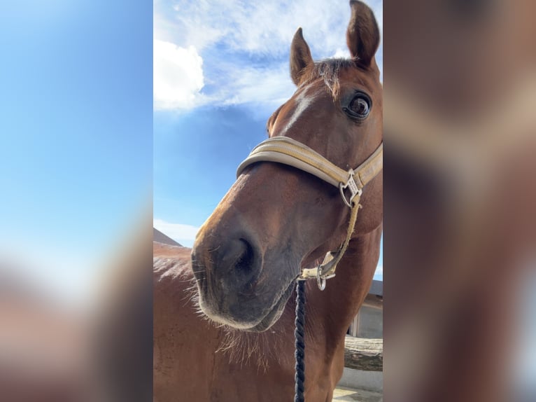 Meer volbloeden Mix Merrie 10 Jaar 165 cm Bruin in Tragwein