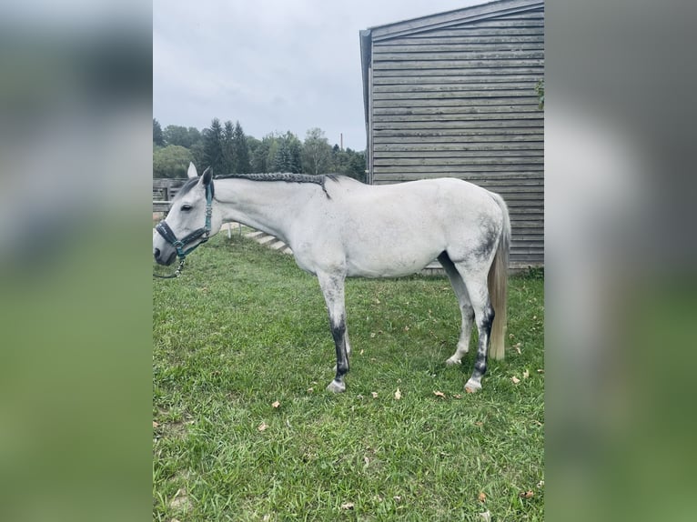 Meer volbloeden Merrie 10 Jaar 168 cm Appelschimmel in Pirna