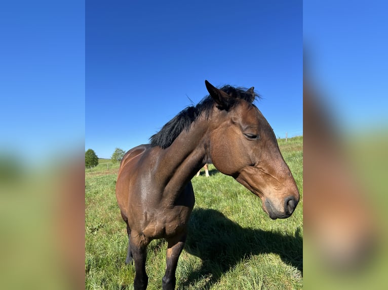Meer volbloeden Merrie 11 Jaar 163 cm Bruin in Wadern