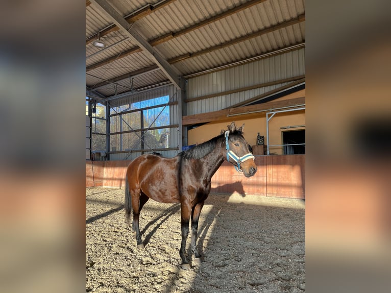Meer volbloeden Merrie 11 Jaar 163 cm Bruin in Wadern