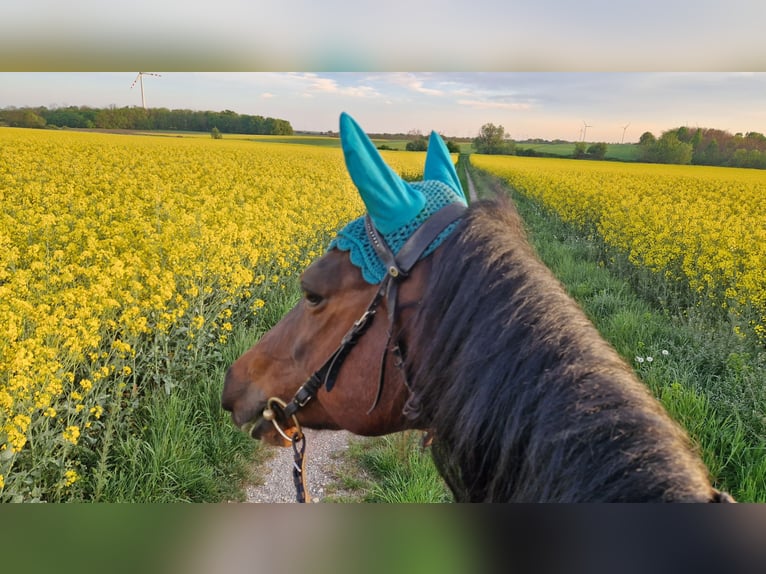 Meer volbloeden Merrie 13 Jaar 155 cm Bruin in Prellenkirchen