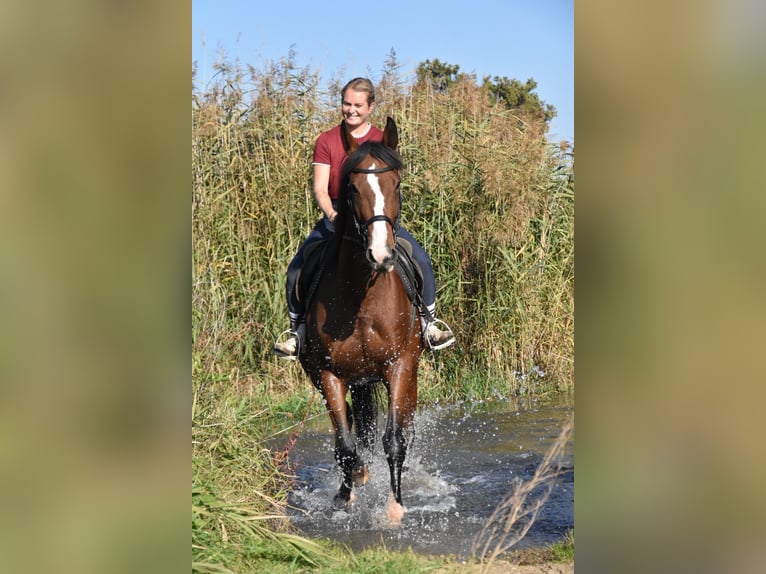 Meer volbloeden Merrie 14 Jaar 165 cm Bruin in Eggenfelden