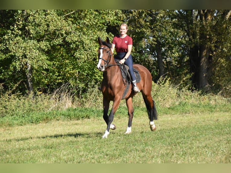 Meer volbloeden Merrie 14 Jaar 165 cm Bruin in Eggenfelden