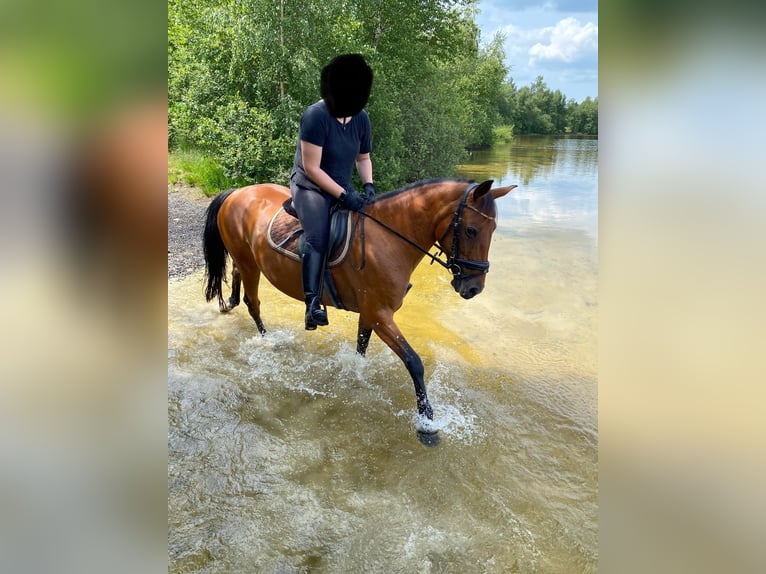 Meer volbloeden Mix Merrie 16 Jaar 156 cm Vos in Papenburg