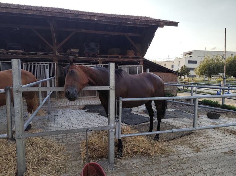 Meer volbloeden Merrie 16 Jaar 163 cm Bruin in Kölliken