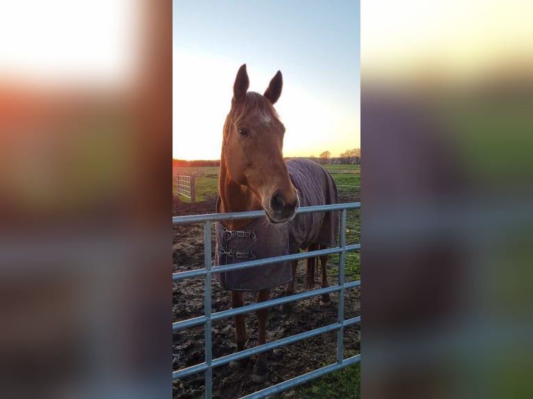 Meer volbloeden Merrie 16 Jaar 168 cm Vos in Lassahn