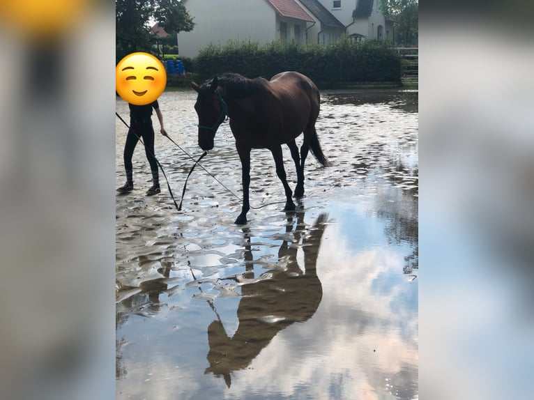 Meer volbloeden Merrie 17 Jaar 158 cm Donkerbruin in Aerzen
