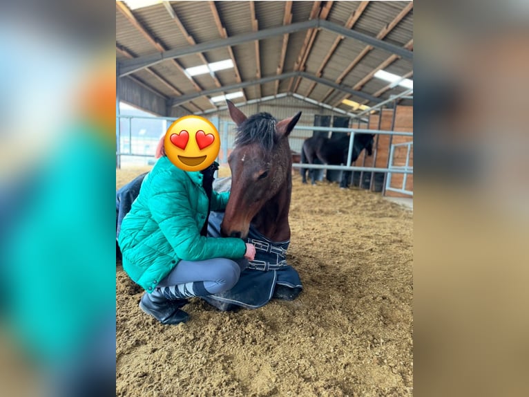 Meer volbloeden Merrie 17 Jaar 158 cm Donkerbruin in Aerzen