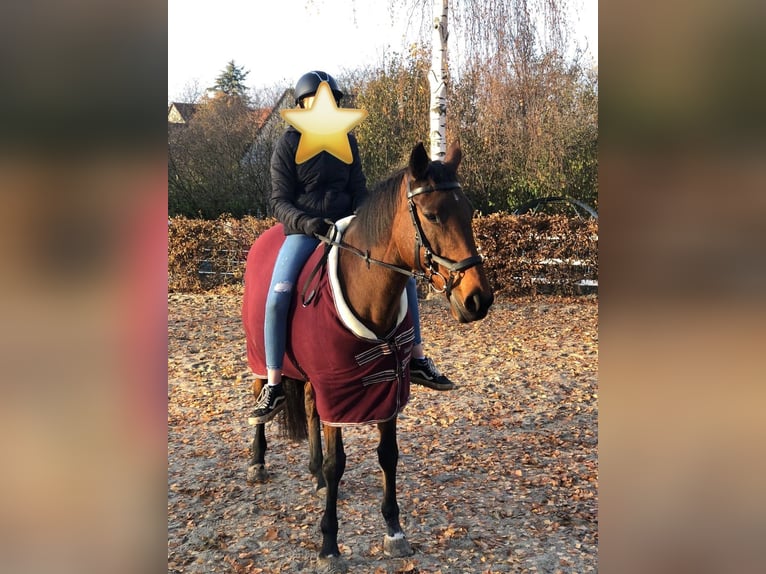 Meer volbloeden Merrie 17 Jaar 158 cm Donkerbruin in Aerzen