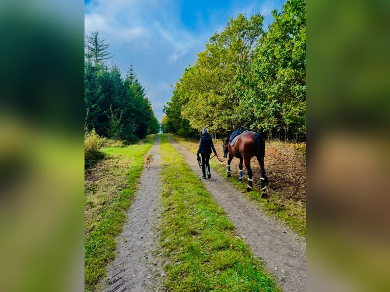 Meer volbloeden Merrie 17 Jaar 158 cm Donkerbruin in Aerzen