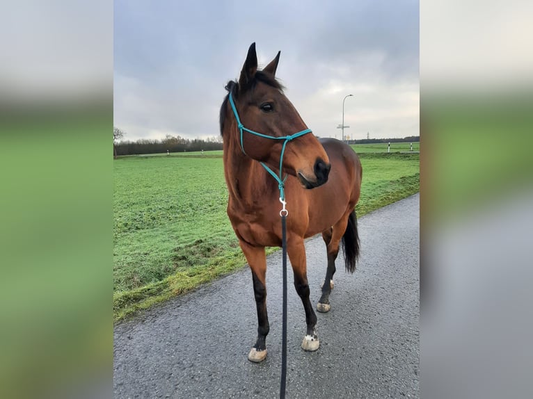 Meer volbloeden Merrie 17 Jaar 158 cm Donkerbruin in Aerzen