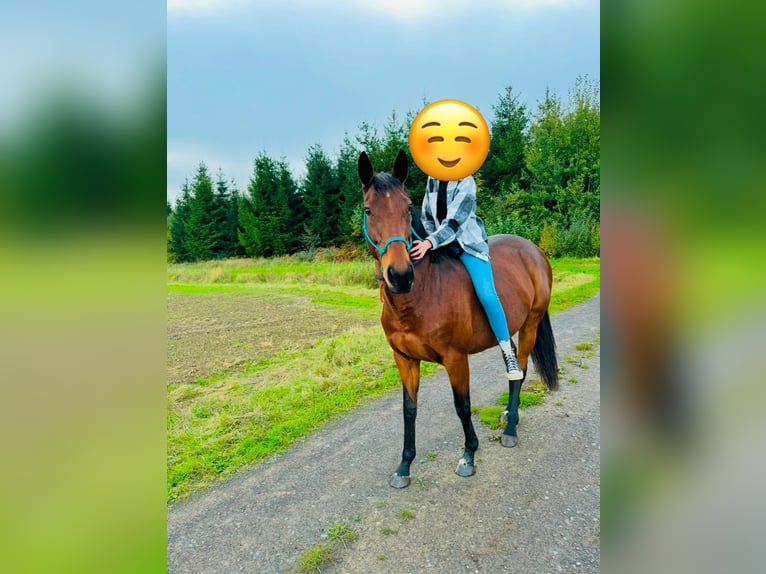 Meer volbloeden Merrie 17 Jaar 158 cm Donkerbruin in Aerzen
