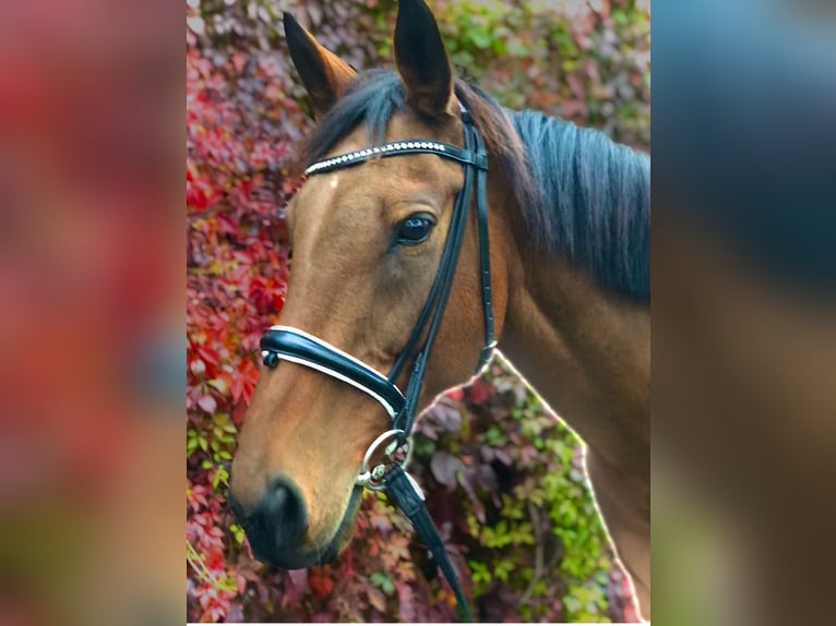 Meer volbloeden Merrie 17 Jaar 158 cm Donkerbruin in Aerzen