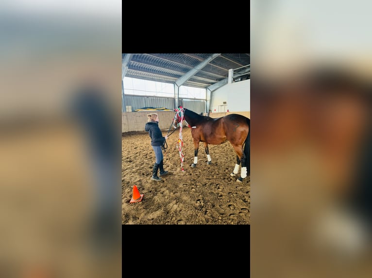 Meer volbloeden Merrie 17 Jaar 158 cm Donkerbruin in Aerzen