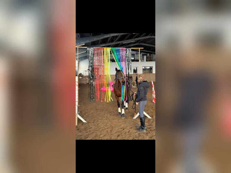 Meer volbloeden Merrie 17 Jaar 158 cm Donkerbruin in Aerzen