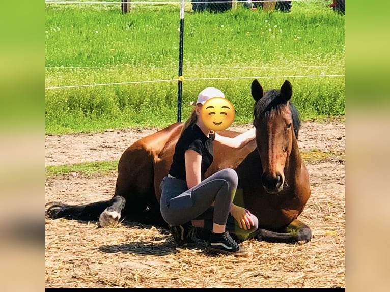 Meer volbloeden Merrie 17 Jaar 158 cm Donkerbruin in Aerzen