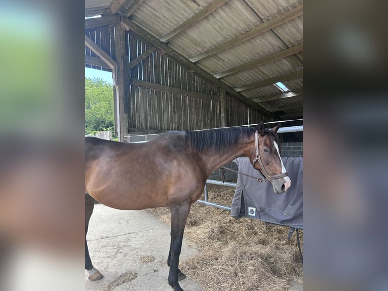 Meer volbloeden Merrie 17 Jaar 163 cm Bruin in Épreville-en-Lieuvin