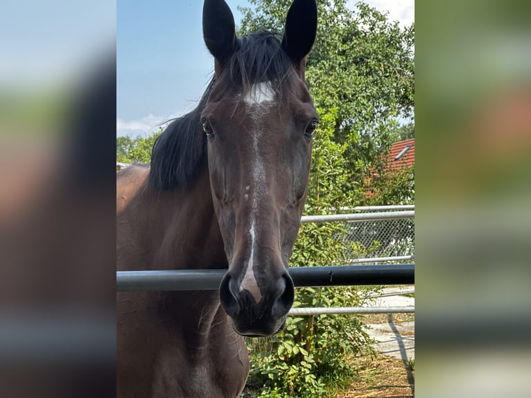 Meer volbloeden Merrie 17 Jaar 170 cm Donkerbruin in Freising