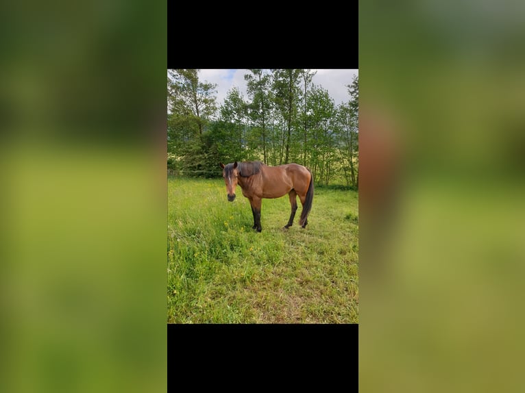 Meer volbloeden Merrie 18 Jaar Bruin in Dermbach