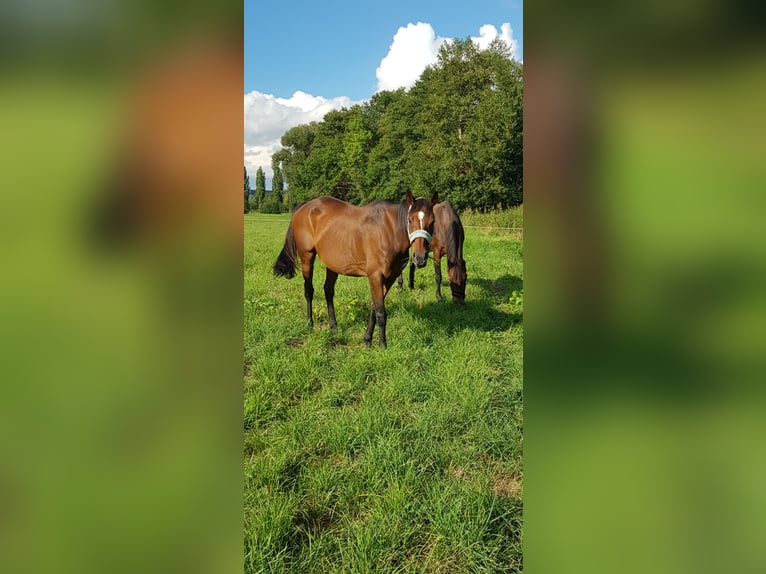 Meer volbloeden Merrie 18 Jaar Bruin in Dermbach