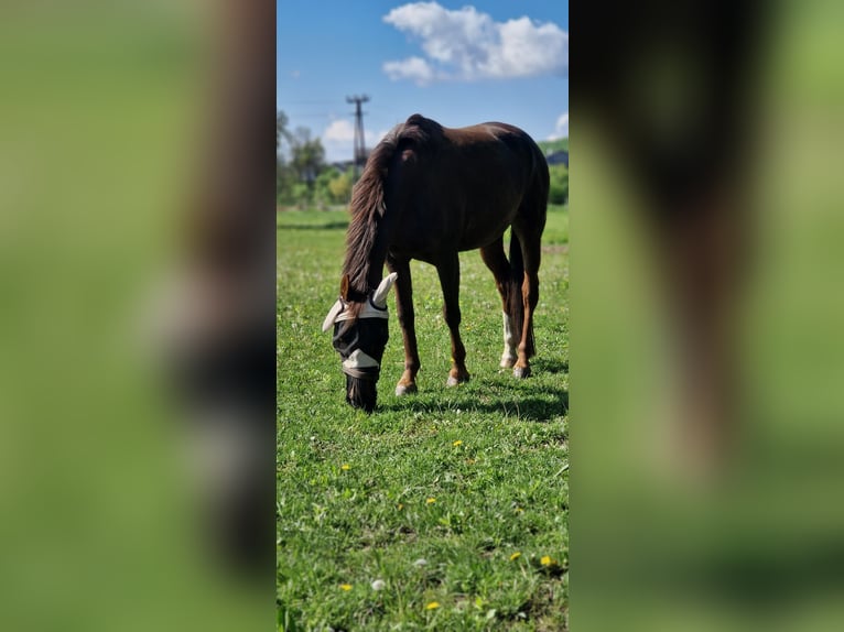 Meer volbloeden Mix Merrie 19 Jaar Vos in Lebring