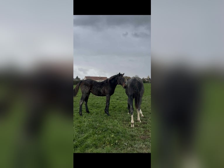 Meer volbloeden Merrie 1 Jaar 145 cm Bruin in Charrin