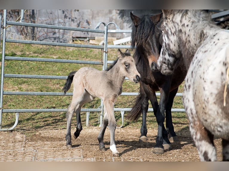 Meer volbloeden Mix Merrie 1 Jaar 148 cm Buckskin in Stüsslingen