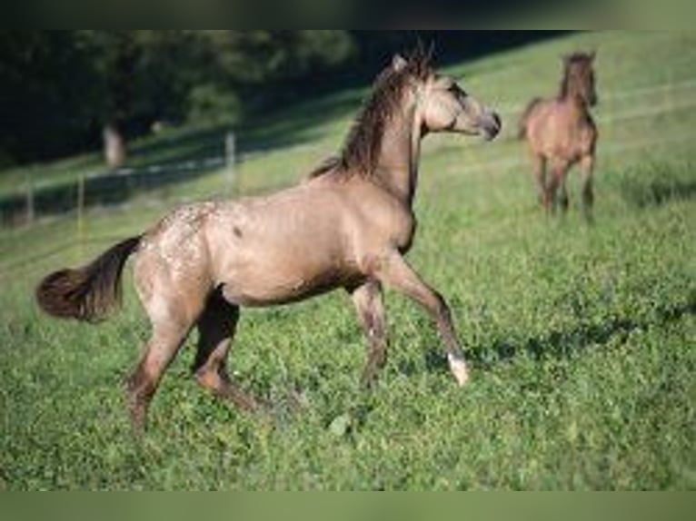 Meer volbloeden Mix Merrie 1 Jaar 148 cm Buckskin in Stüsslingen