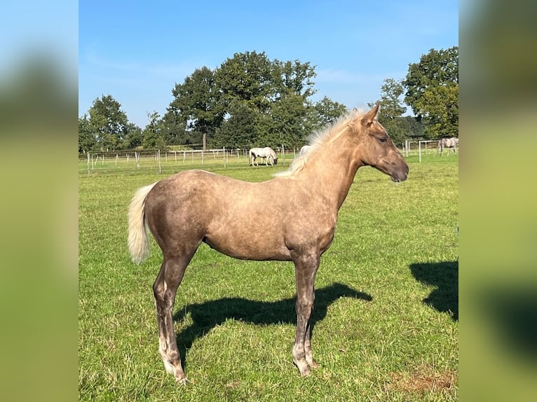 Meer volbloeden Merrie 1 Jaar 165 cm Palomino in Lingen