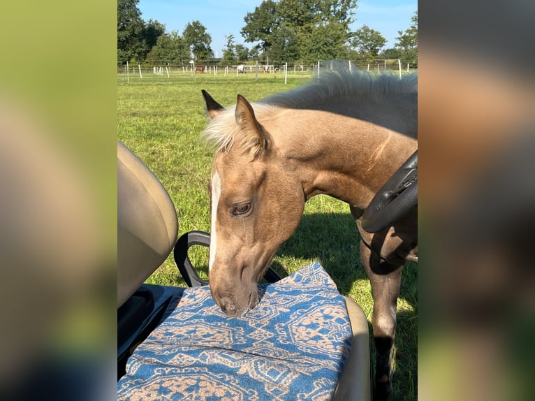 Meer volbloeden Merrie 1 Jaar 165 cm Palomino in Lingen