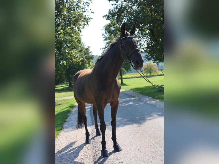 Meer volbloeden Merrie 20 Jaar 170 cm Donkerbruin in Donauwörth