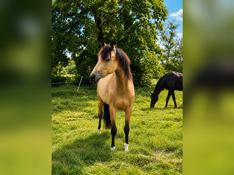 Meer volbloeden Merrie 3 Jaar 162 cm Buckskin in Rühen