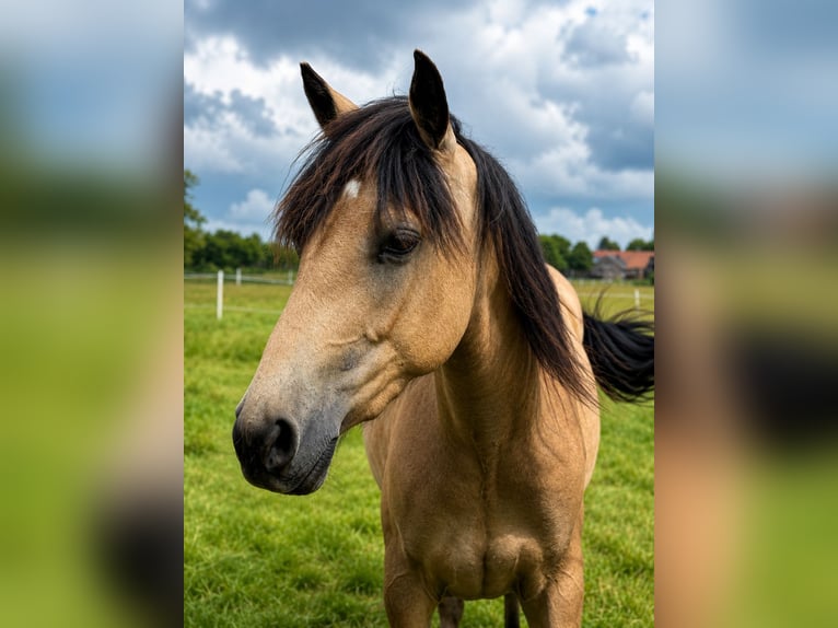 Meer volbloeden Merrie 3 Jaar 162 cm Buckskin in Rühen