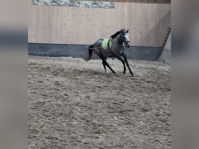 Meer volbloeden Merrie 4 Jaar 158 cm Blauwschimmel in Wegeleben