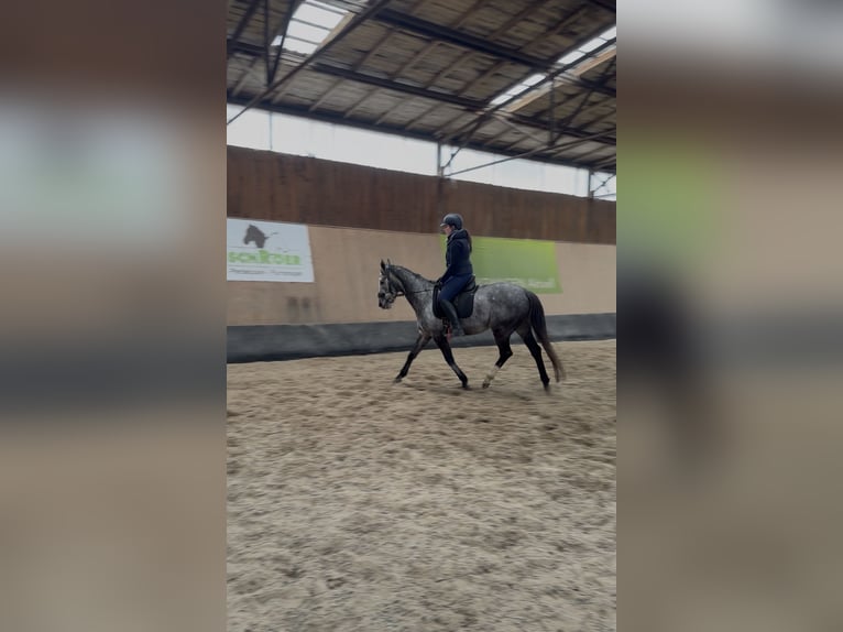 Meer volbloeden Merrie 4 Jaar 158 cm Blauwschimmel in Wegeleben