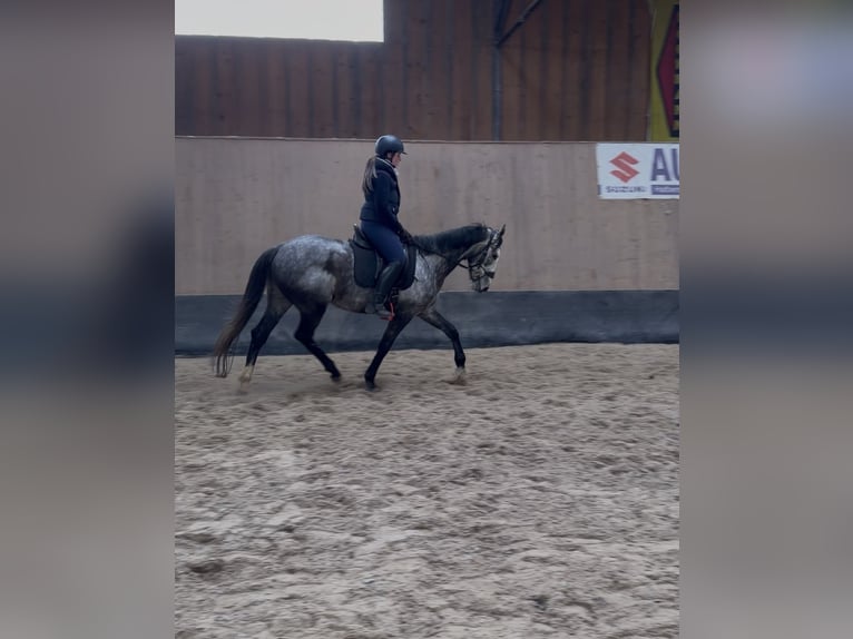 Meer volbloeden Merrie 4 Jaar 158 cm Blauwschimmel in Wegeleben