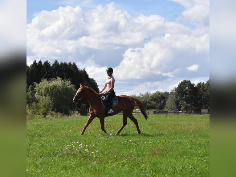 Meer volbloeden Merrie 4 Jaar 158 cm Vos in Arnstorf