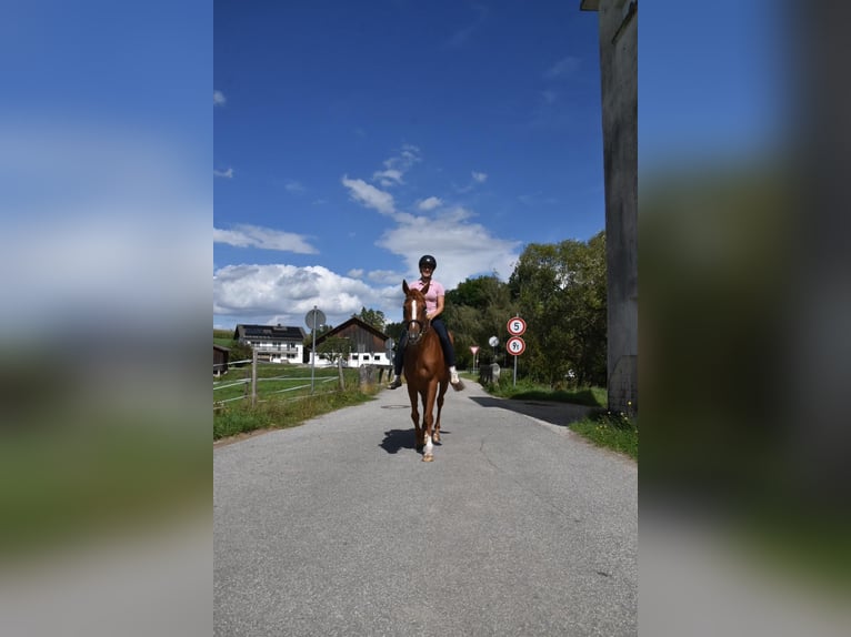 Meer volbloeden Merrie 4 Jaar 158 cm Vos in Arnstorf
