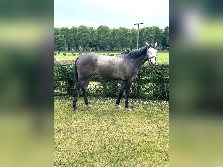 Meer volbloeden Merrie 4 Jaar 163 cm Schimmel in Zweibr&#xFC;ckenZweibr&#xFC;cken