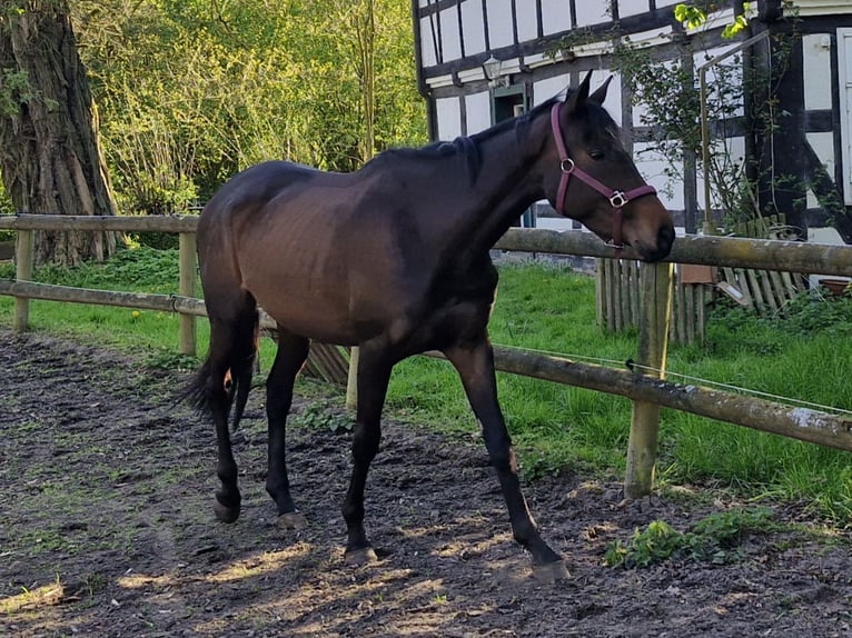 Meer volbloeden Merrie 4 Jaar 165 cm Bruin in Sulingen
