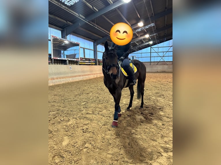 Meer volbloeden Merrie 5 Jaar 143 cm Donkerbruin in Rommerskirchen