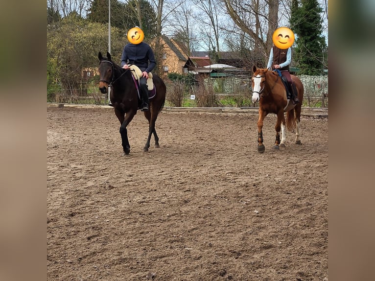 Meer volbloeden Merrie 5 Jaar 143 cm Donkerbruin in Rommerskirchen