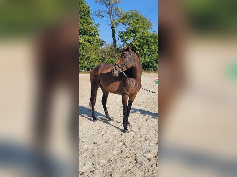 Meer volbloeden Merrie 5 Jaar 158 cm Bruin in Jever