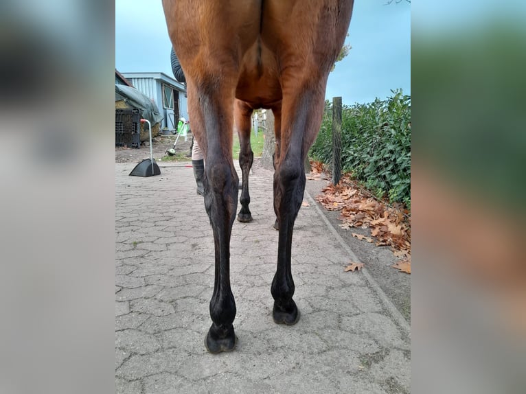 Meer volbloeden Merrie 6 Jaar 163 cm in Bremen